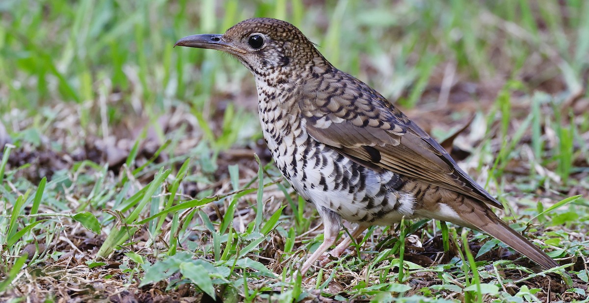 Russet-tailed Thrush - Elspeth M