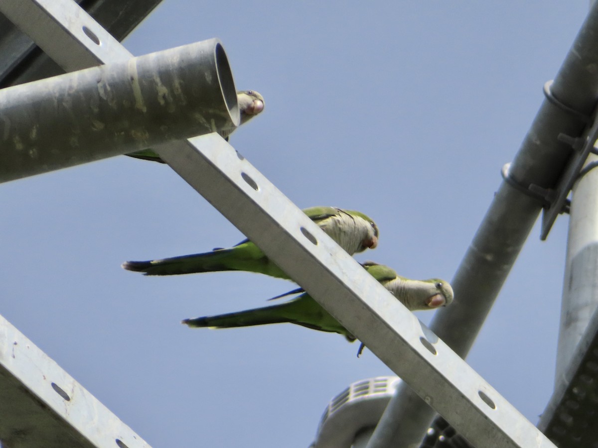 Monk Parakeet - ML615645022