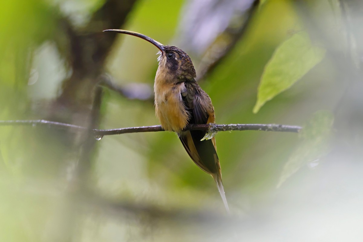 Orangebauch-Schattenkolibri - ML615645049
