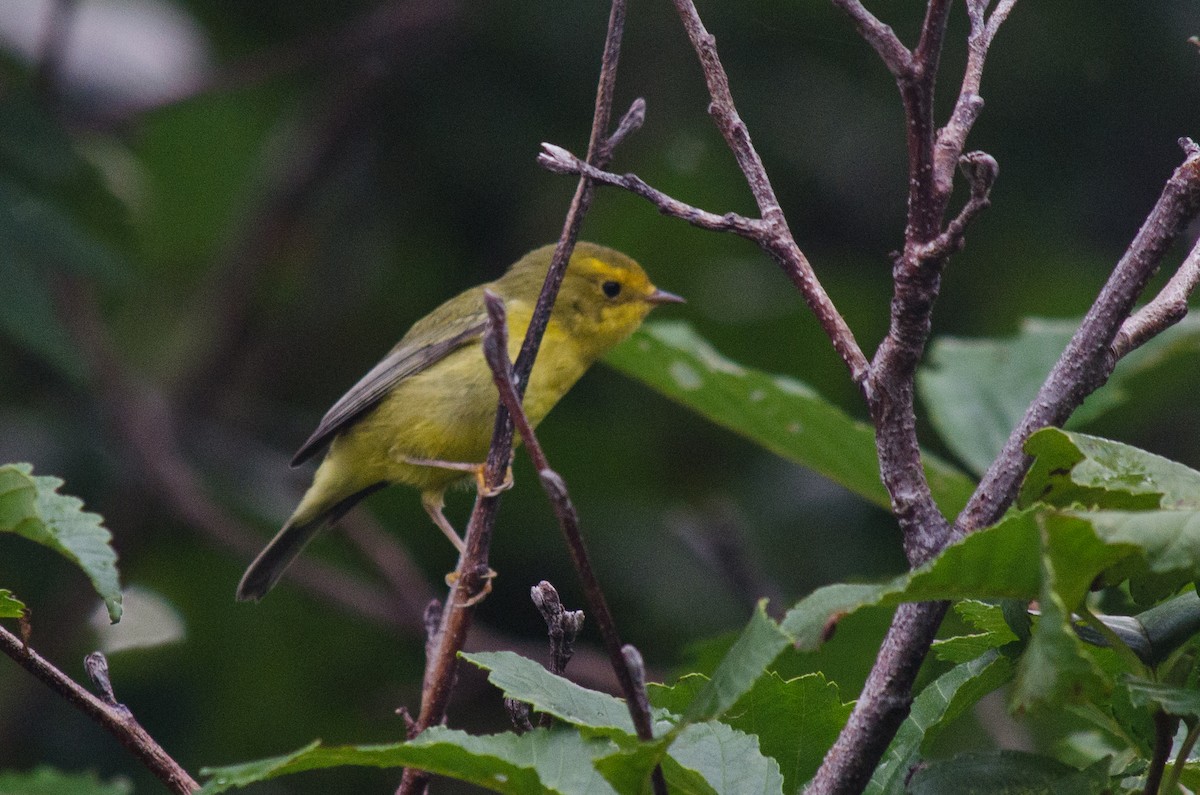 Wilson's Warbler - Frank Fogarty