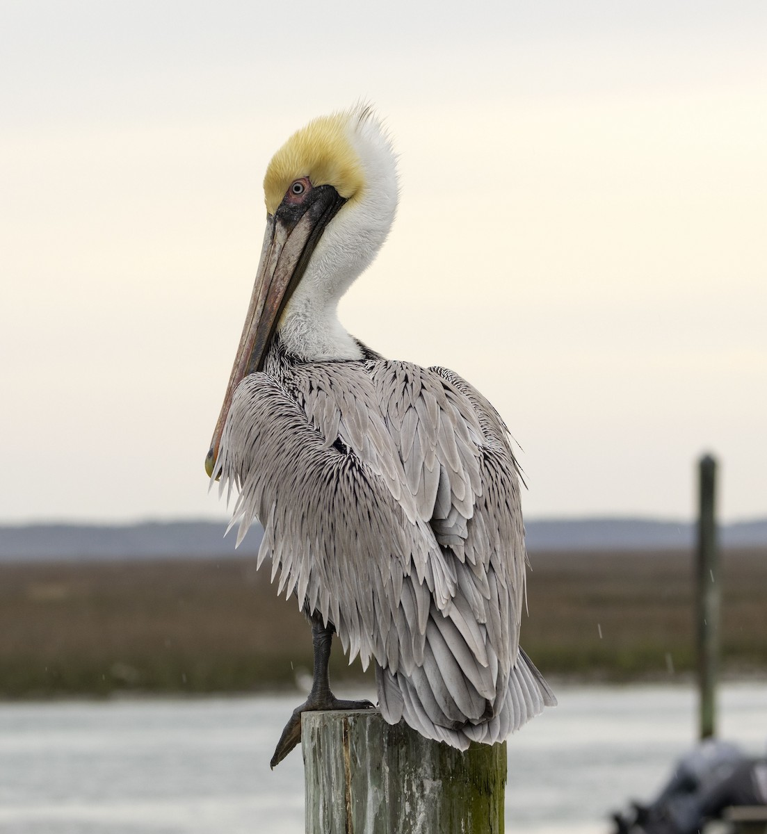 Brown Pelican - ML615645074