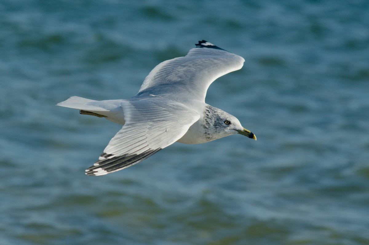 Gaviota de Delaware - ML615645103