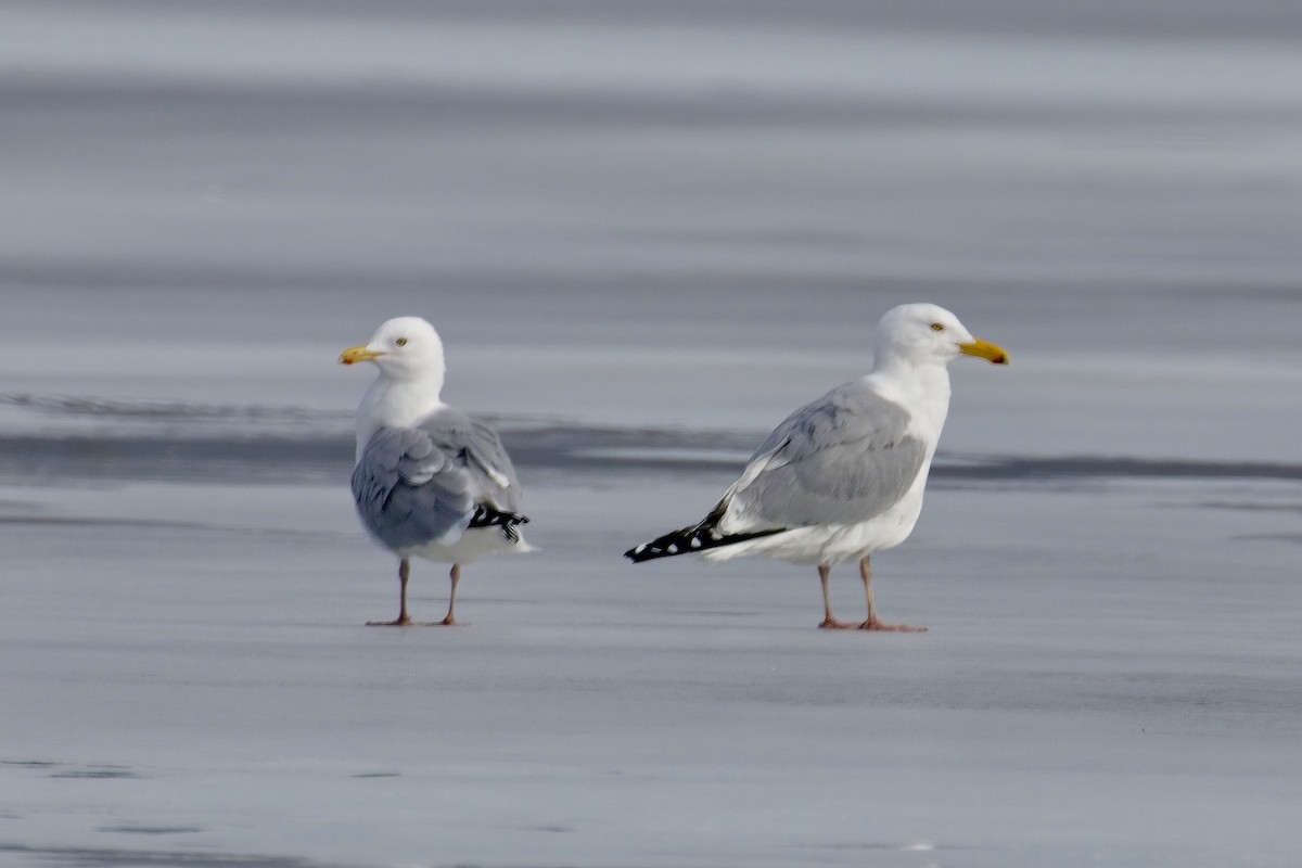 Gaviota Argéntea - ML615645186