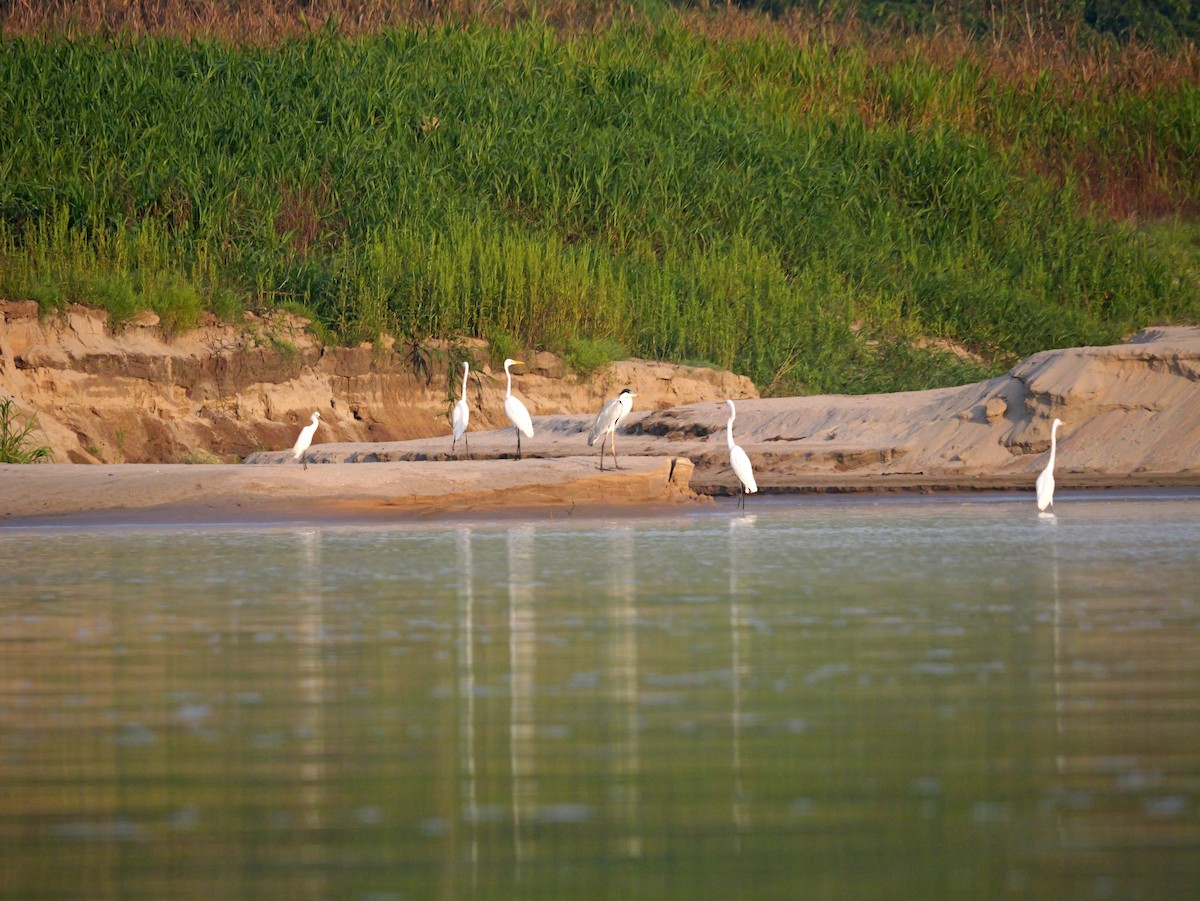 Great Egret - ML615645216