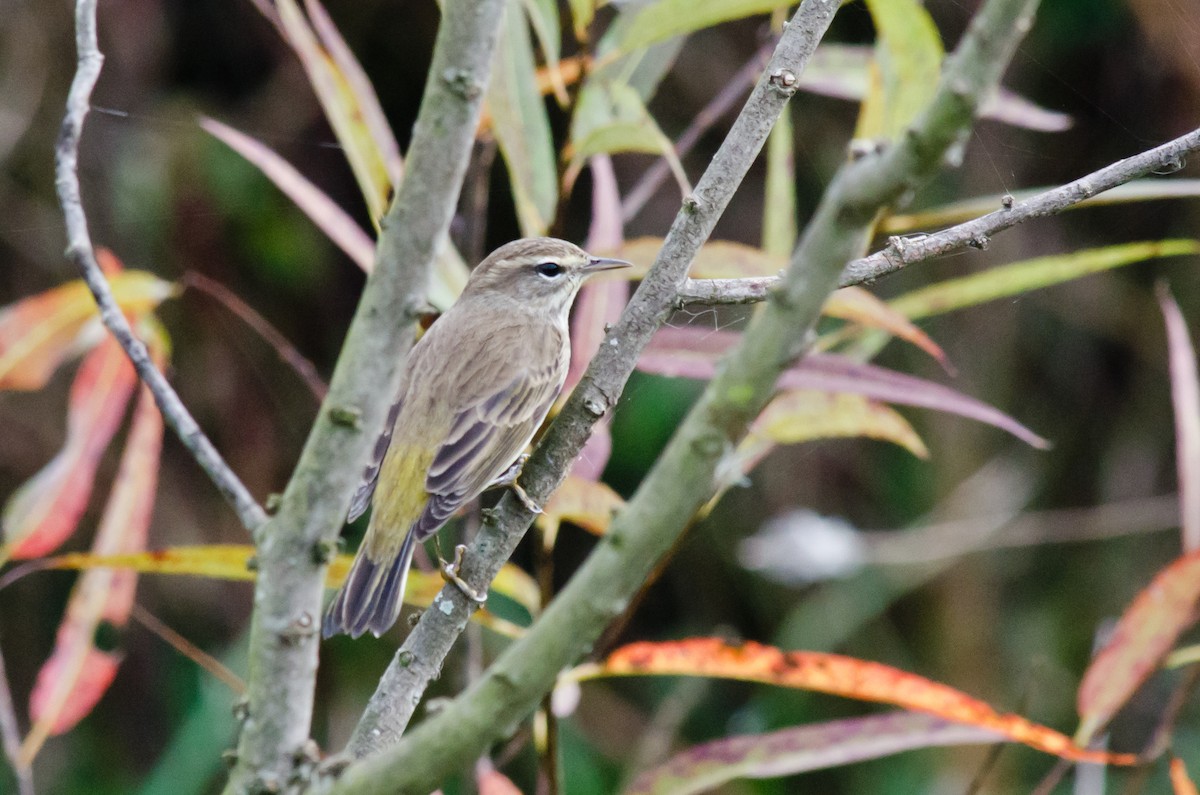 Palm Warbler (Western) - ML615645225