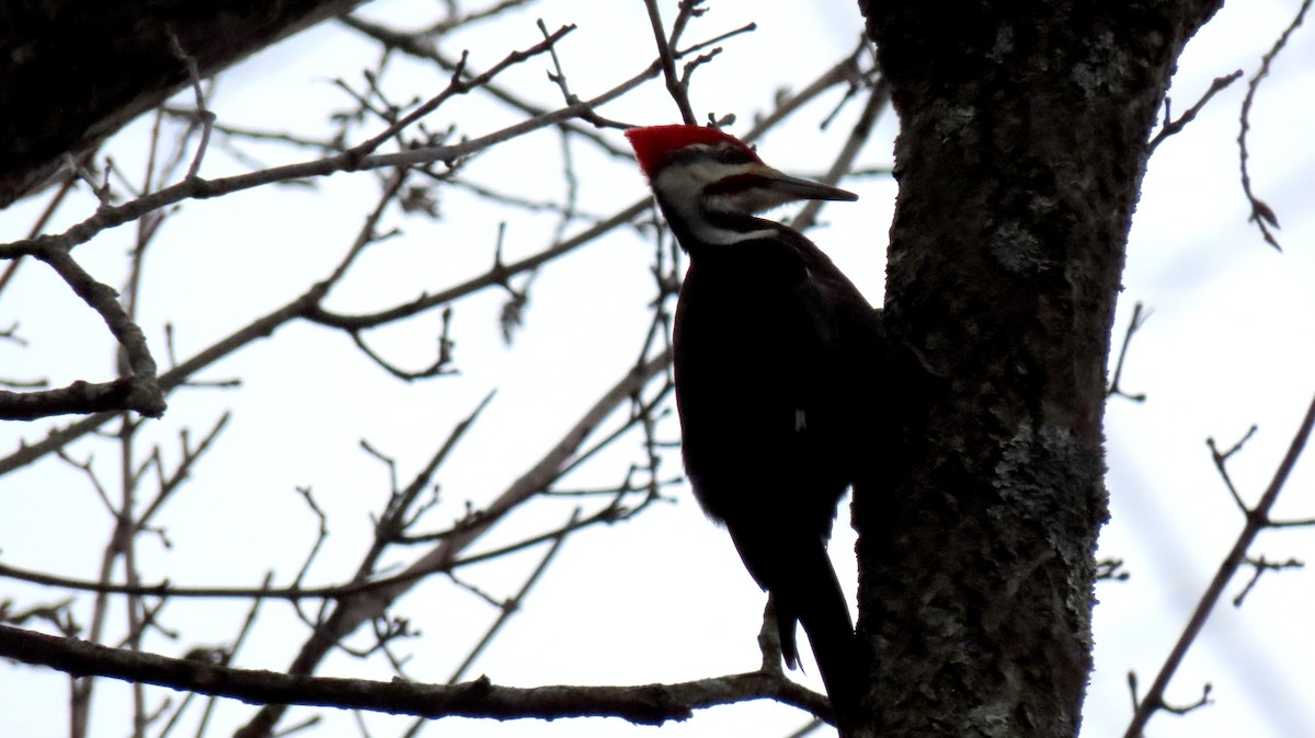 Pileated Woodpecker - Jude Robichaud