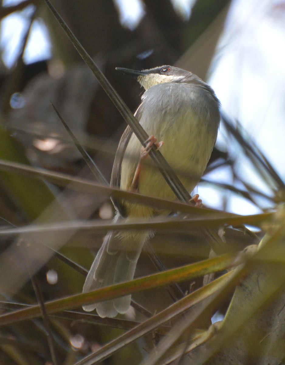 White-chinned Prinia - ML615645270