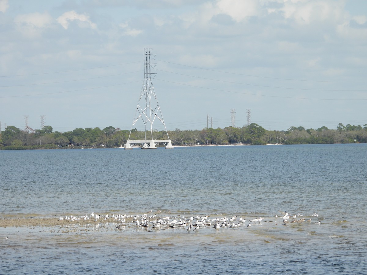 Mouette de Bonaparte - ML615645291