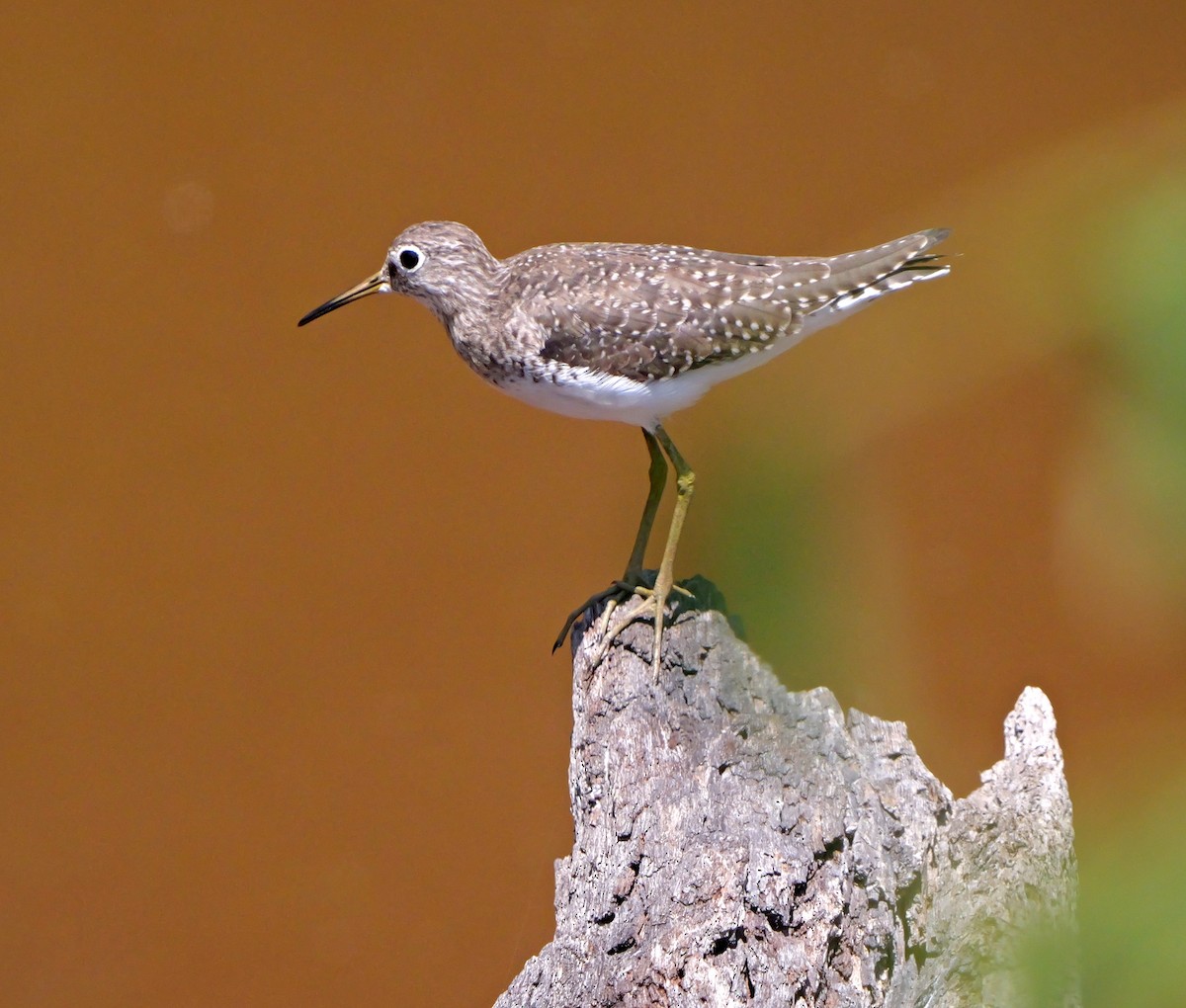 Solitary Sandpiper - ML615645310