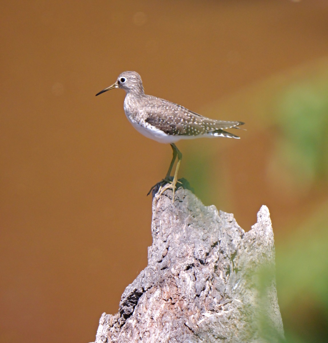 Solitary Sandpiper - Dennis Arendt