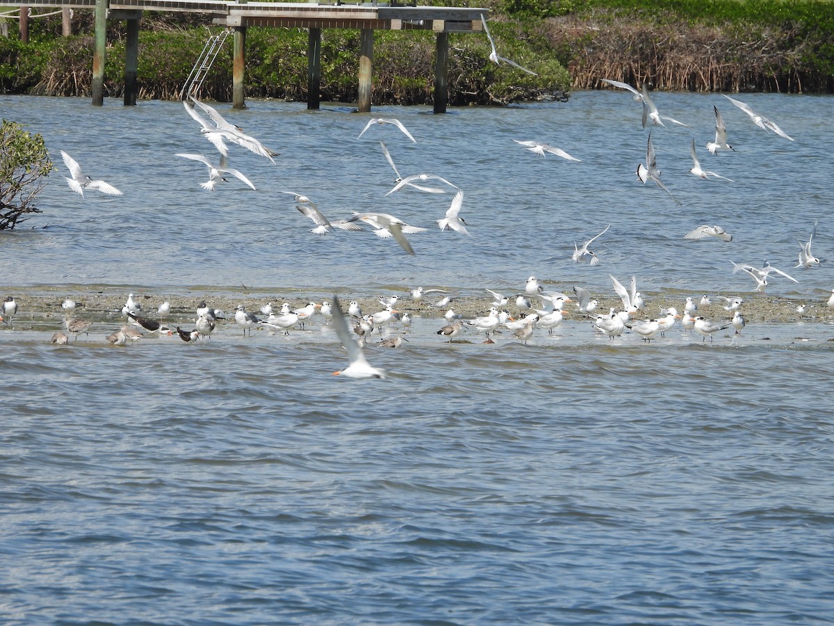 Forster's Tern - ML615645313