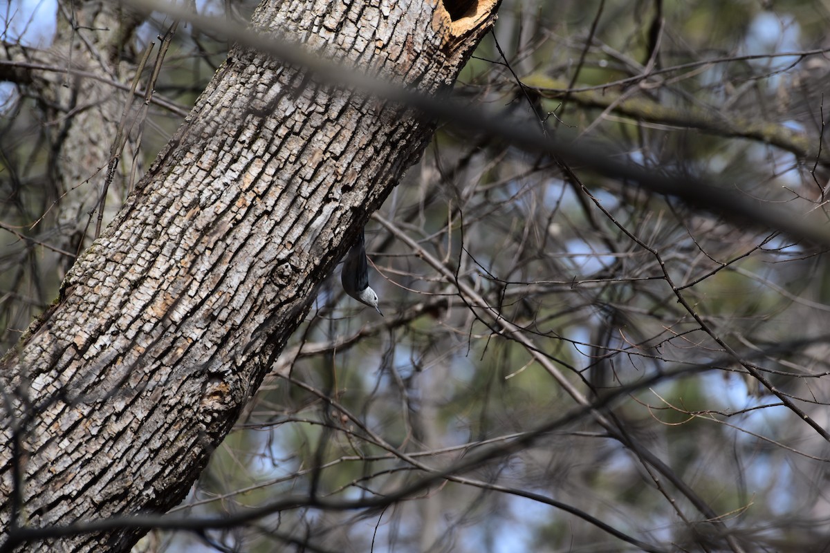 White-breasted Nuthatch - ML615645335