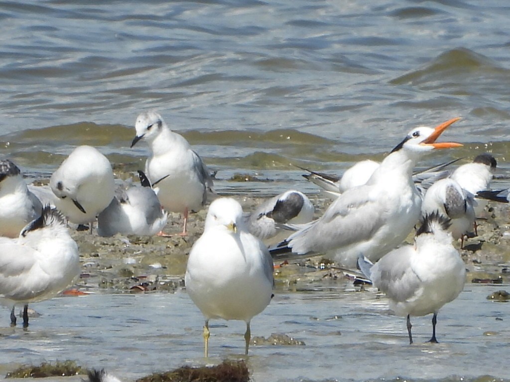 Mouette de Bonaparte - ML615645339