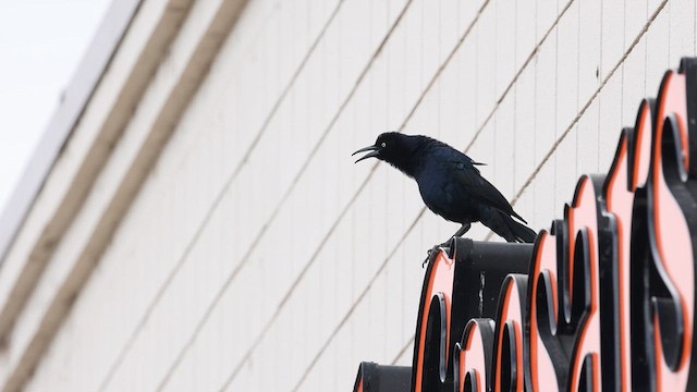 Great-tailed Grackle - ML615645353