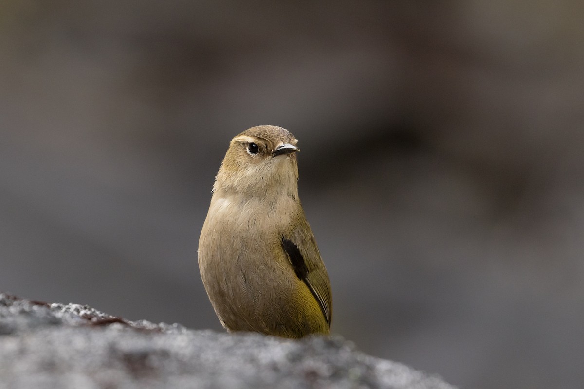 South Island Wren - ML615645368