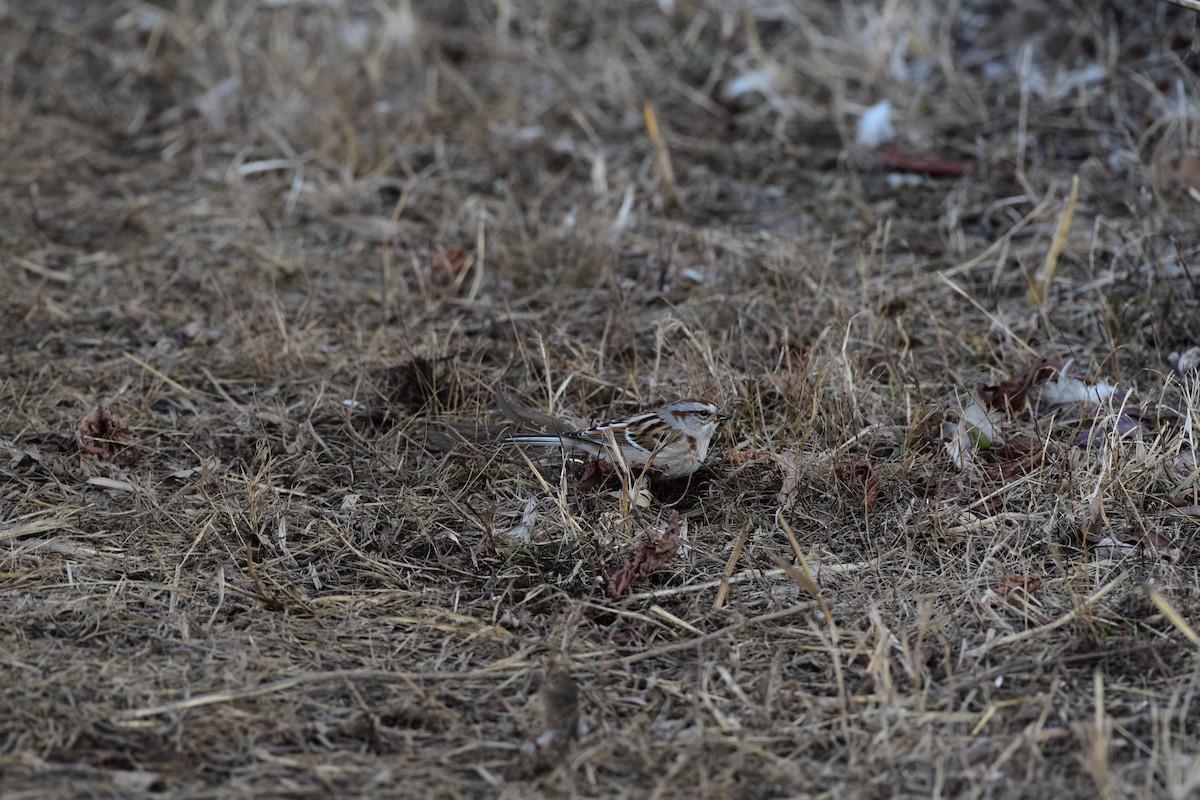 American Tree Sparrow - ML615645409