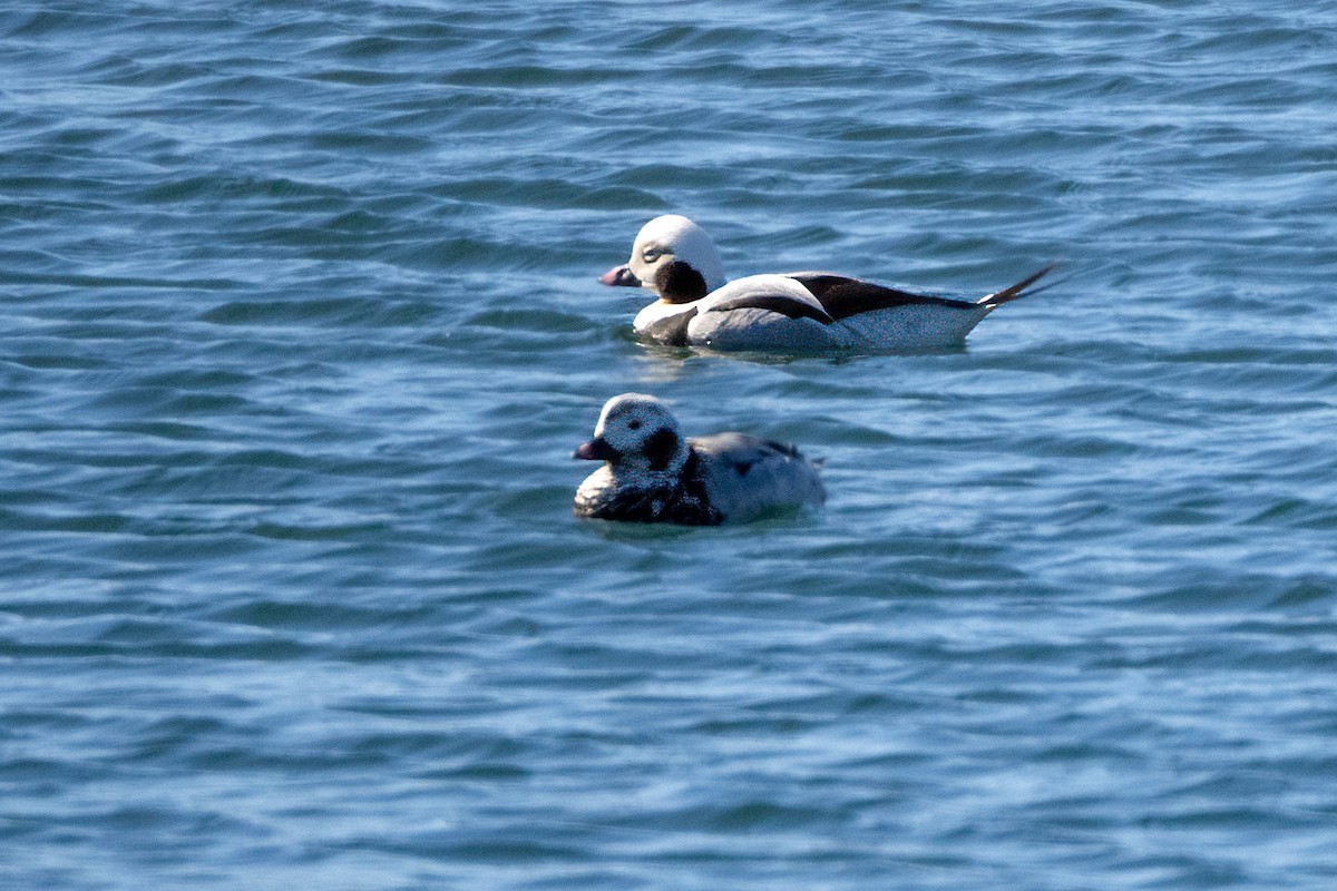 Long-tailed Duck - Richard Stern