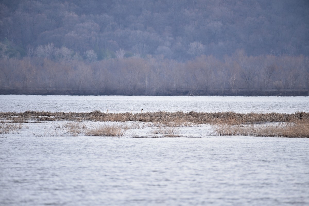 Trumpeter Swan - ML615645499