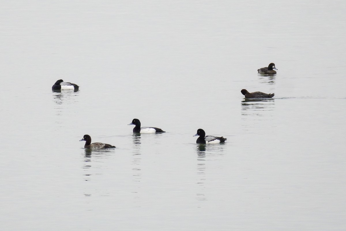 Greater Scaup - ML615645517