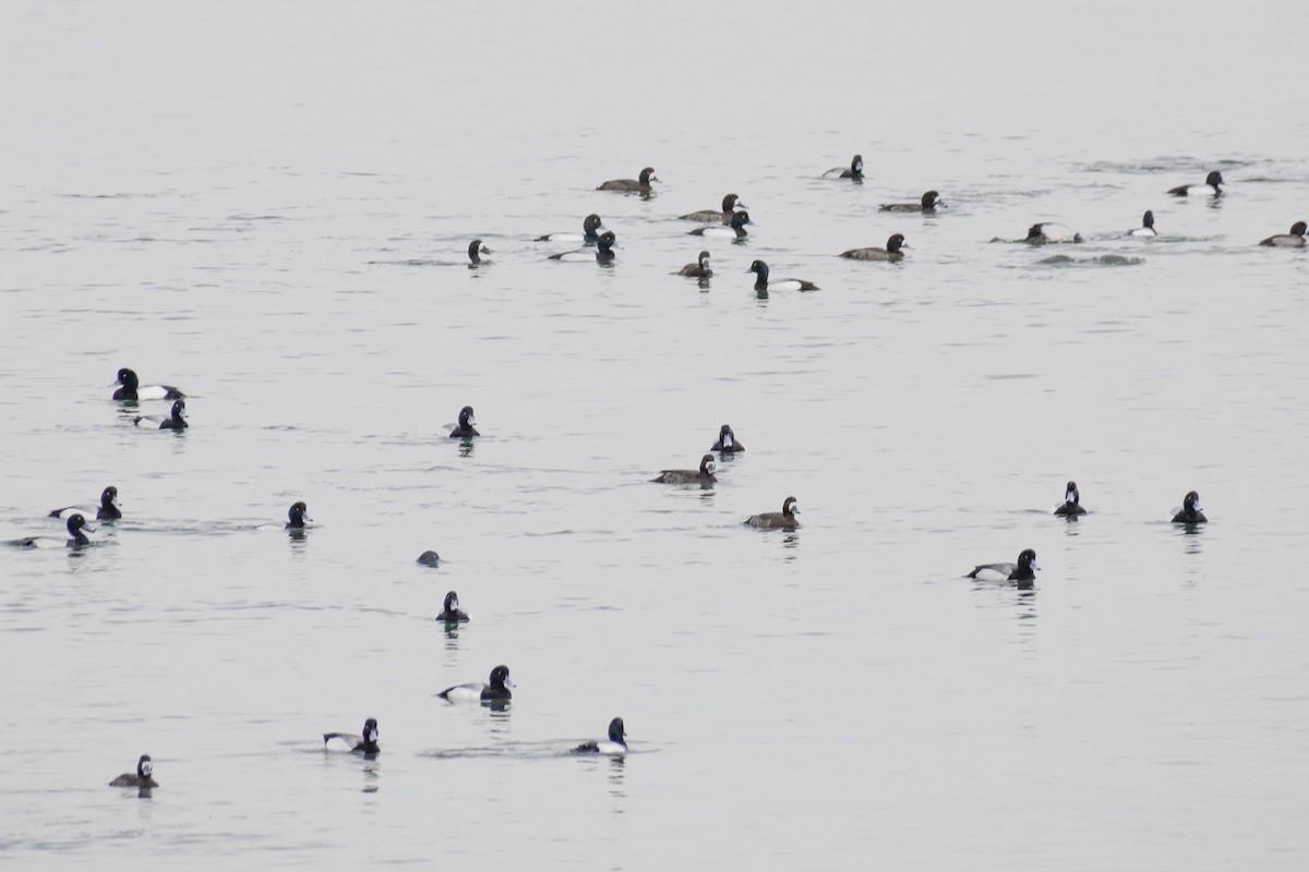 Greater Scaup - ML615645521