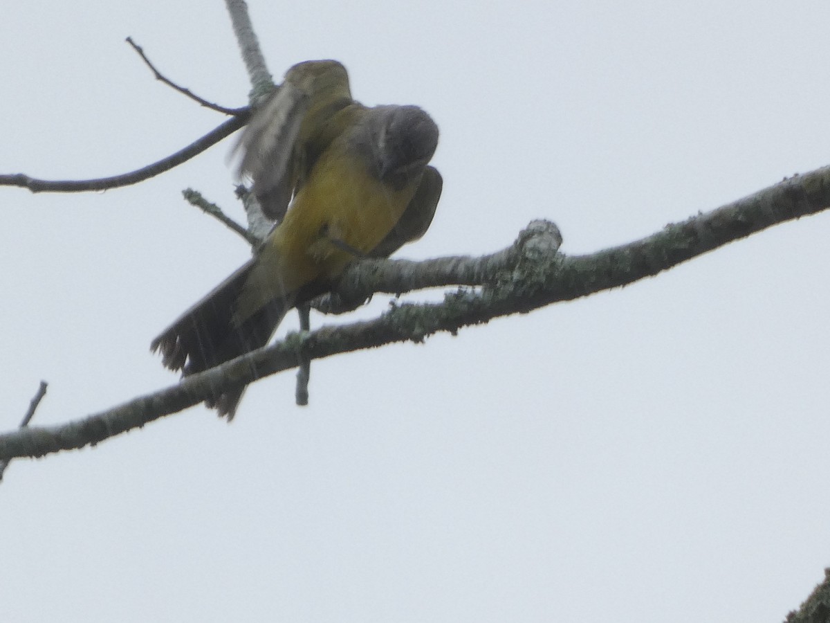 Western Kingbird - ML615645617