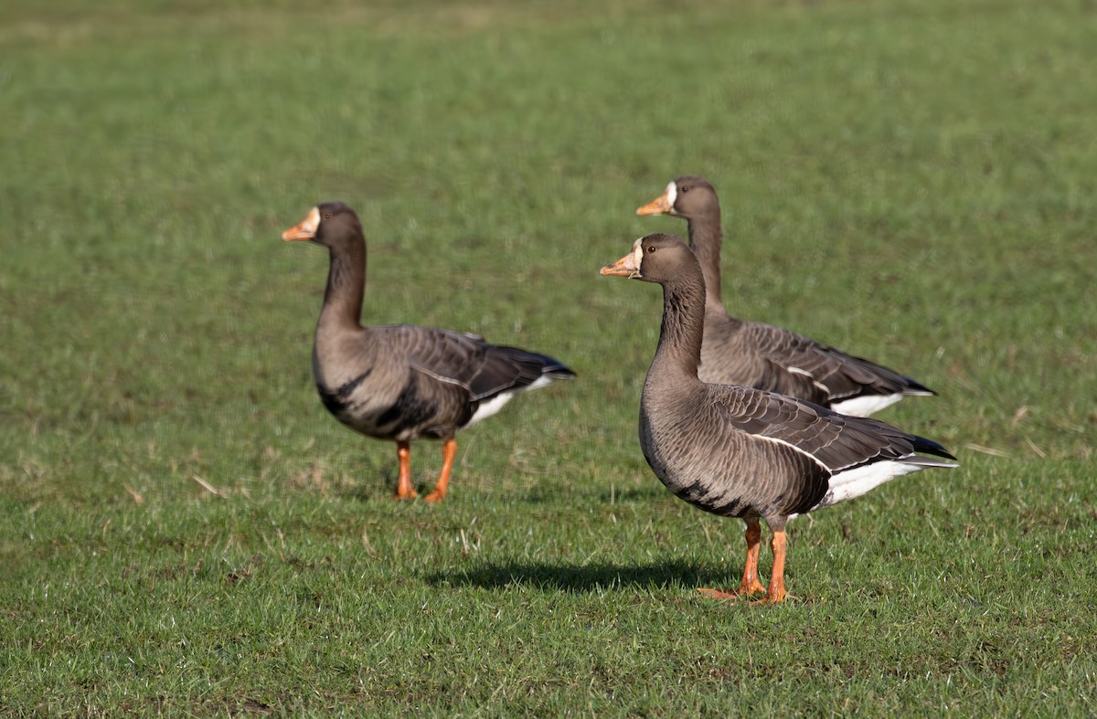 tundragås (flavirostris) - ML615645621