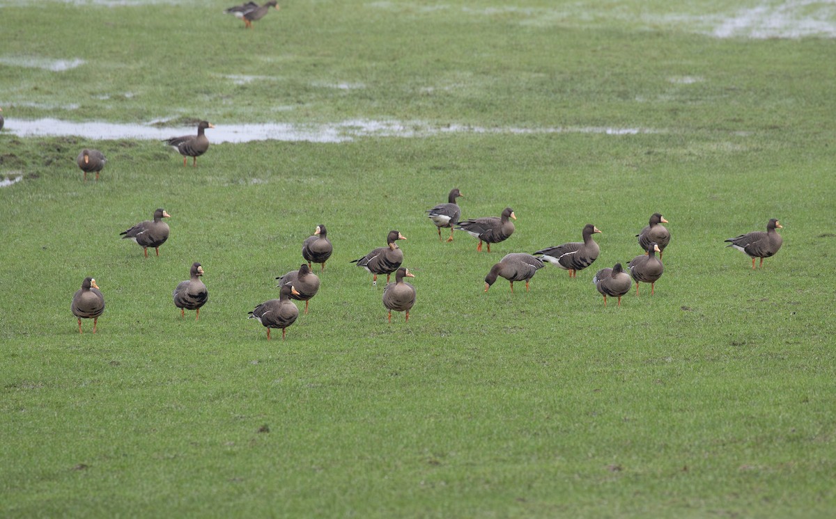 tundragås (flavirostris) - ML615645622