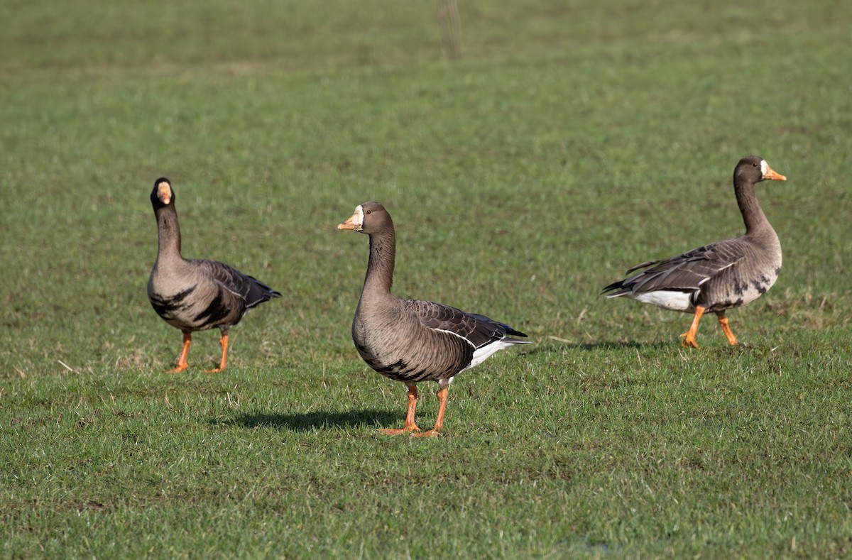 Greater White-fronted Goose (Greenland) - ML615645623