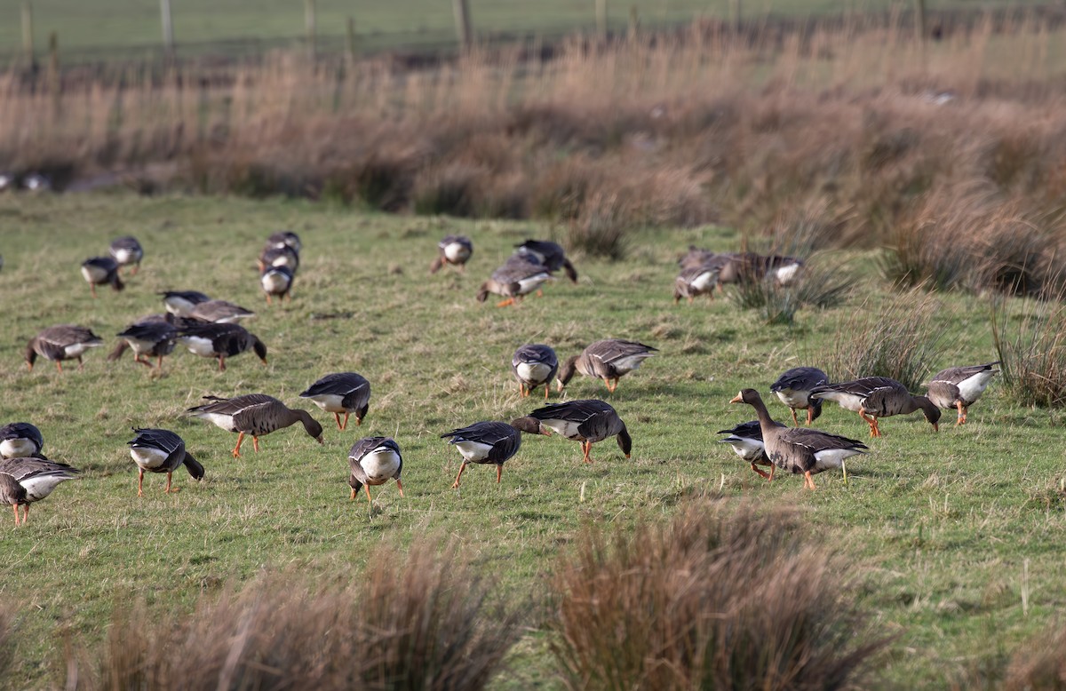 Greater White-fronted Goose (Greenland) - ML615645624