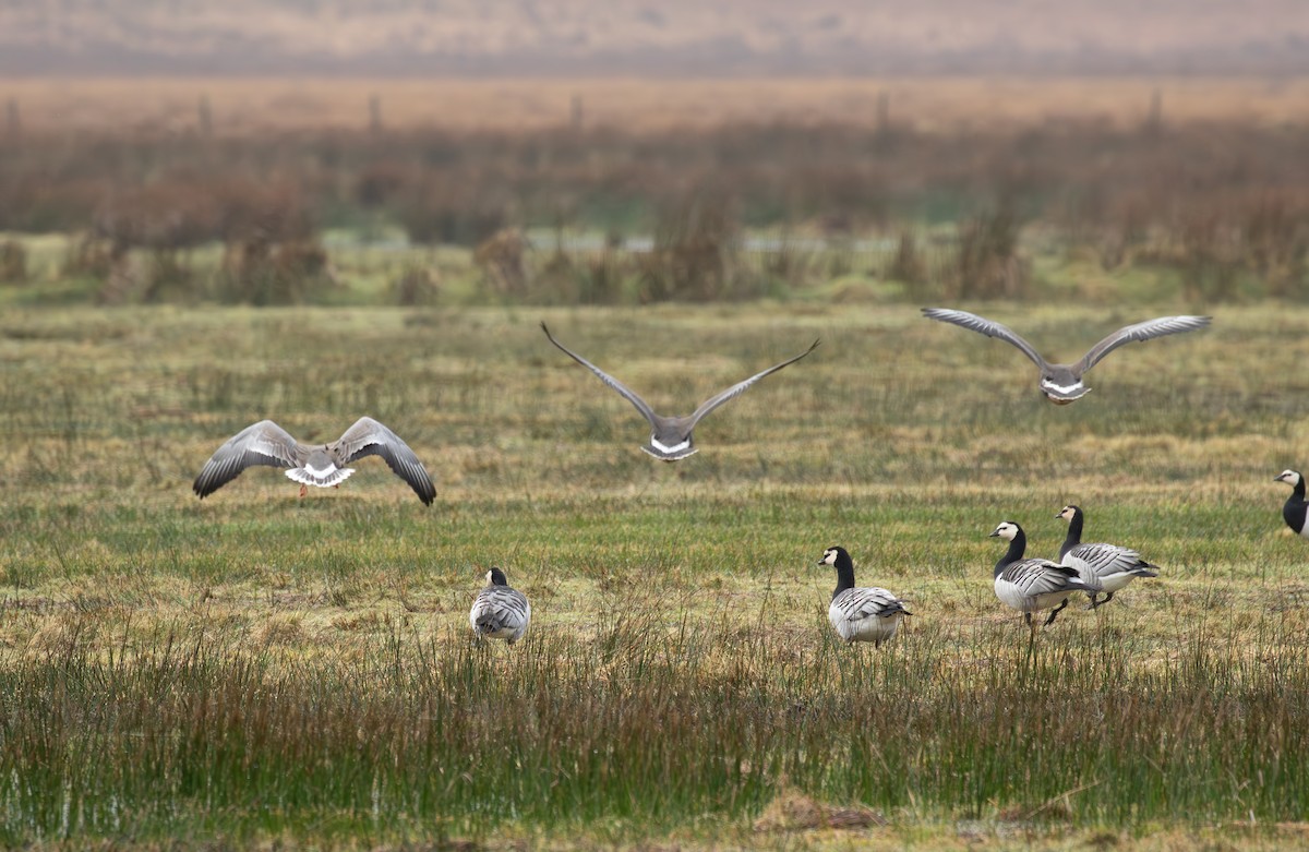 Greater White-fronted Goose (Eurasian) - ML615645643
