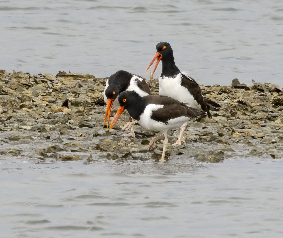 American Oystercatcher - ML615645682