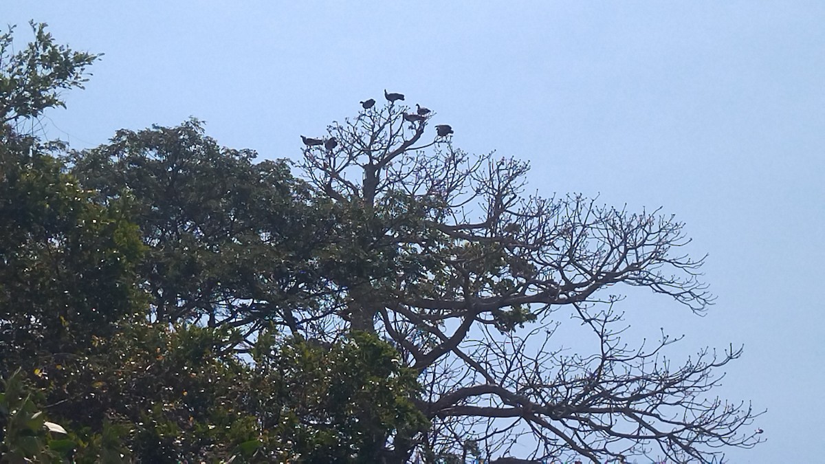 Horned Screamer - ML615645701