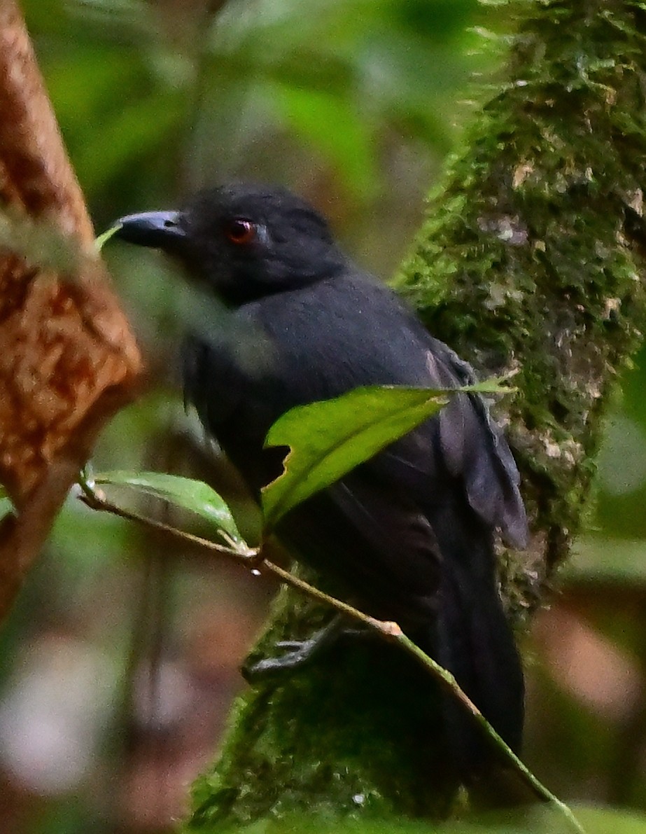 Black-throated Antshrike - Charlotte Pavelka & Doug Reitz