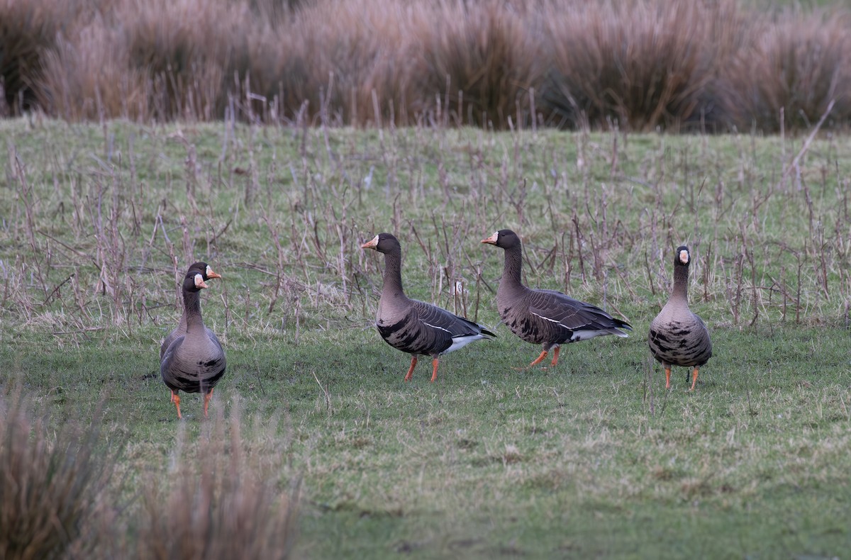 Greater White-fronted Goose (Greenland) - ML615645832