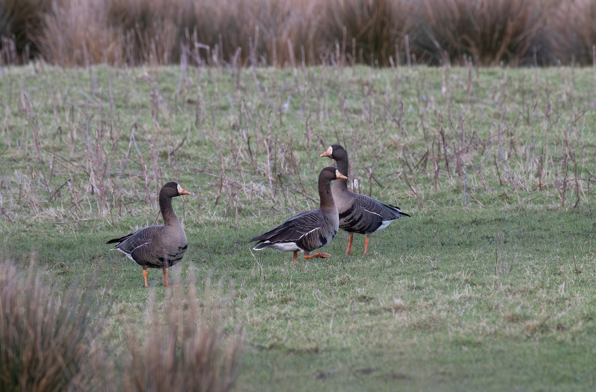 Greater White-fronted Goose (Greenland) - ML615645833