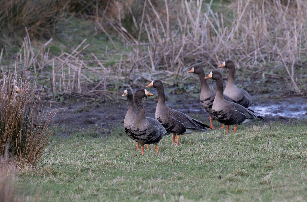 Белолобый гусь (flavirostris) - ML615645834