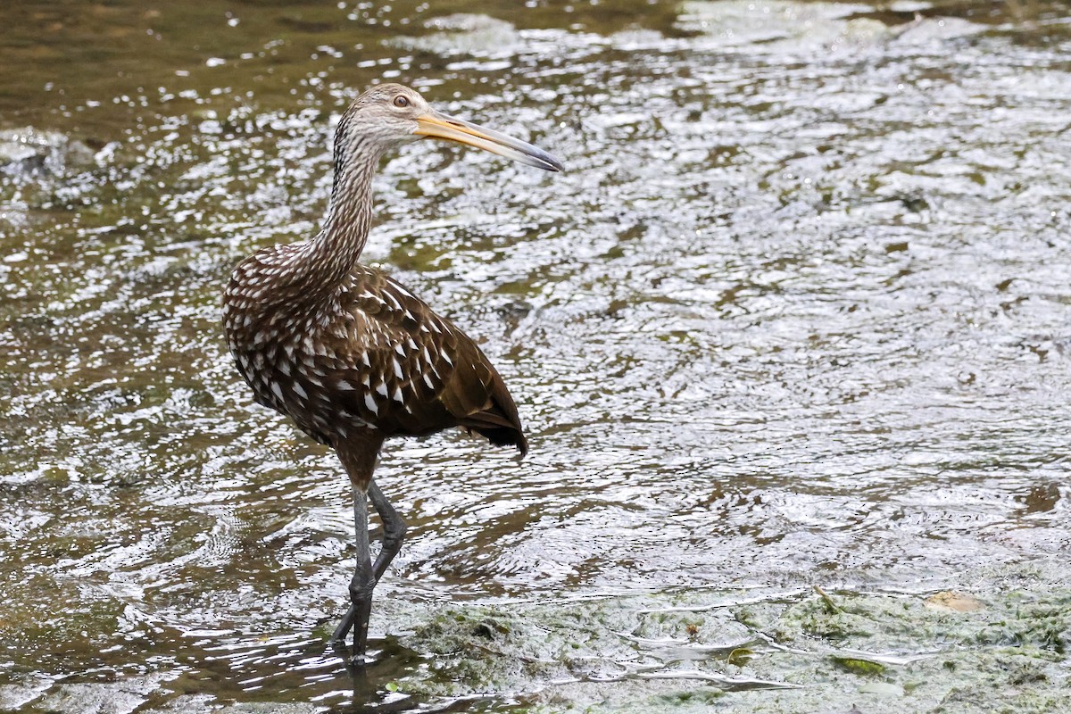 Limpkin - ML615645839