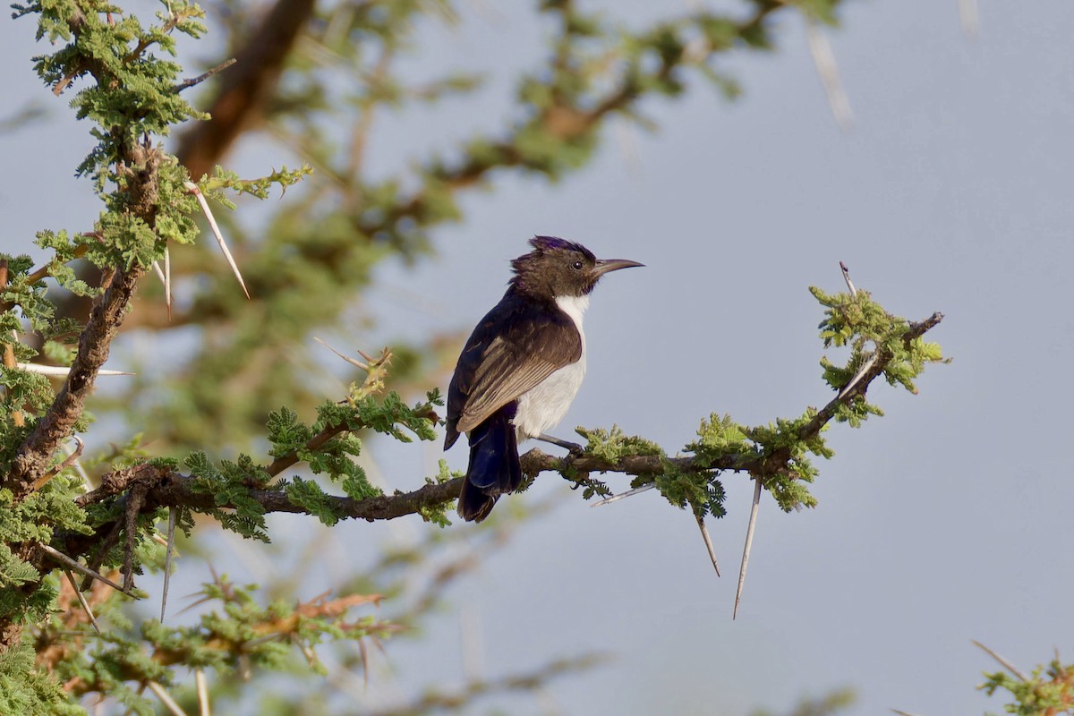 Eastern Violet-backed Sunbird - Rakesh Gupta