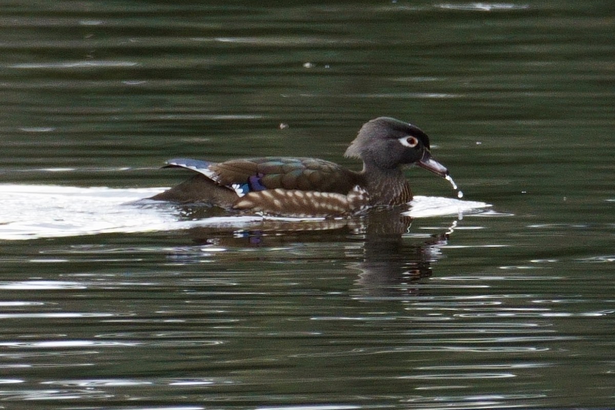 Wood Duck - ML615645866