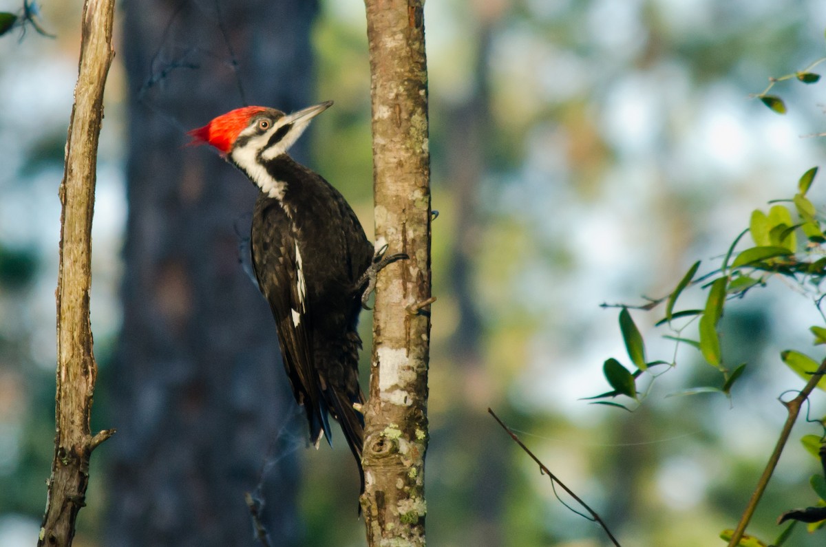 Pileated Woodpecker - ML615645873