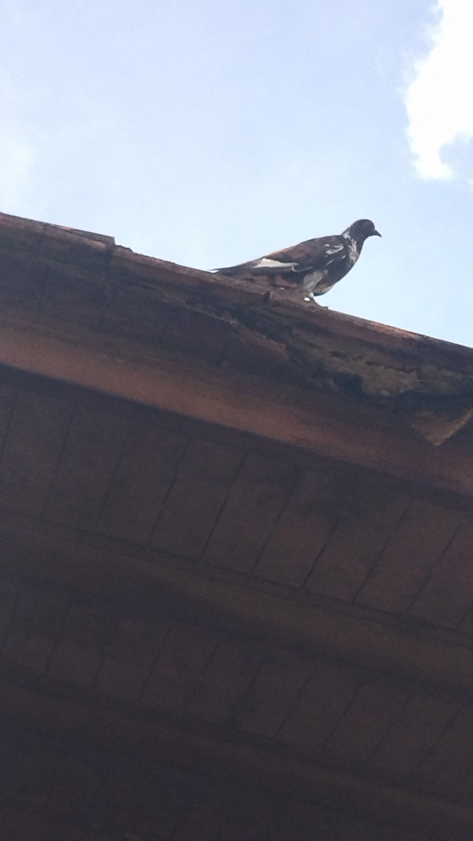 Rock Pigeon (Feral Pigeon) - ML615645874