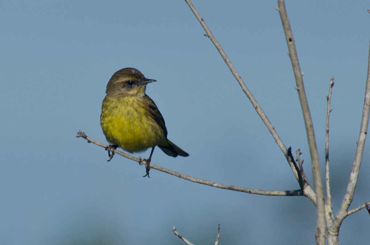 Palm Warbler (Yellow) - Frank Fogarty