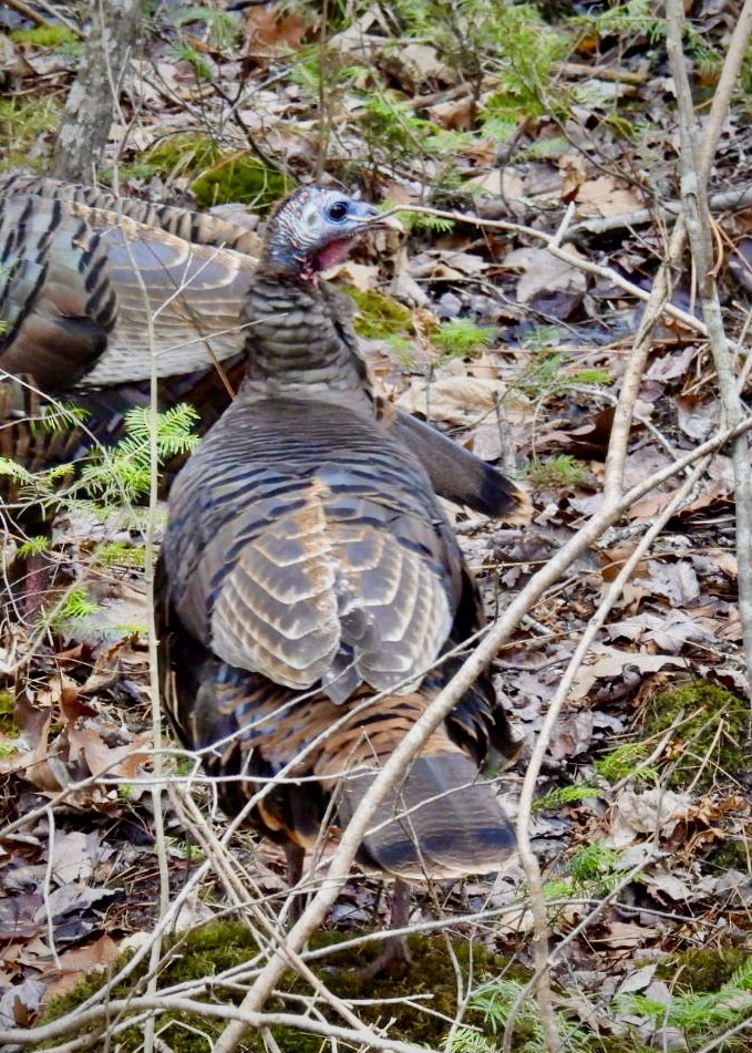 Wild Turkey - ML615645886