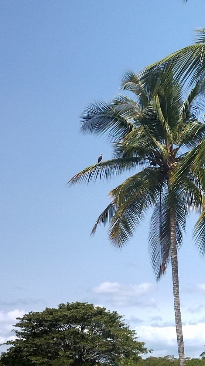 Savanna Hawk - ML615645892