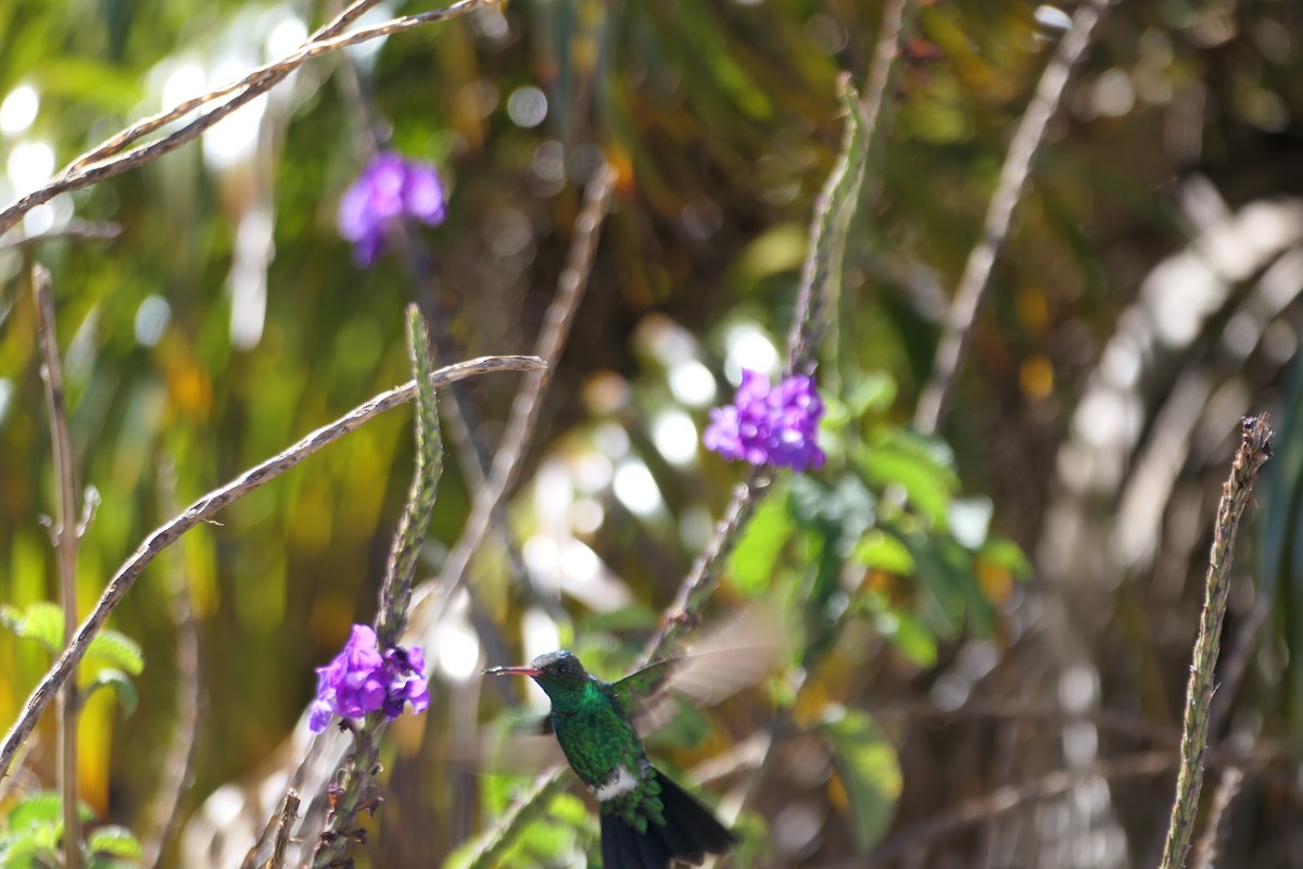 Canivet's Emerald - Kenrith Carter