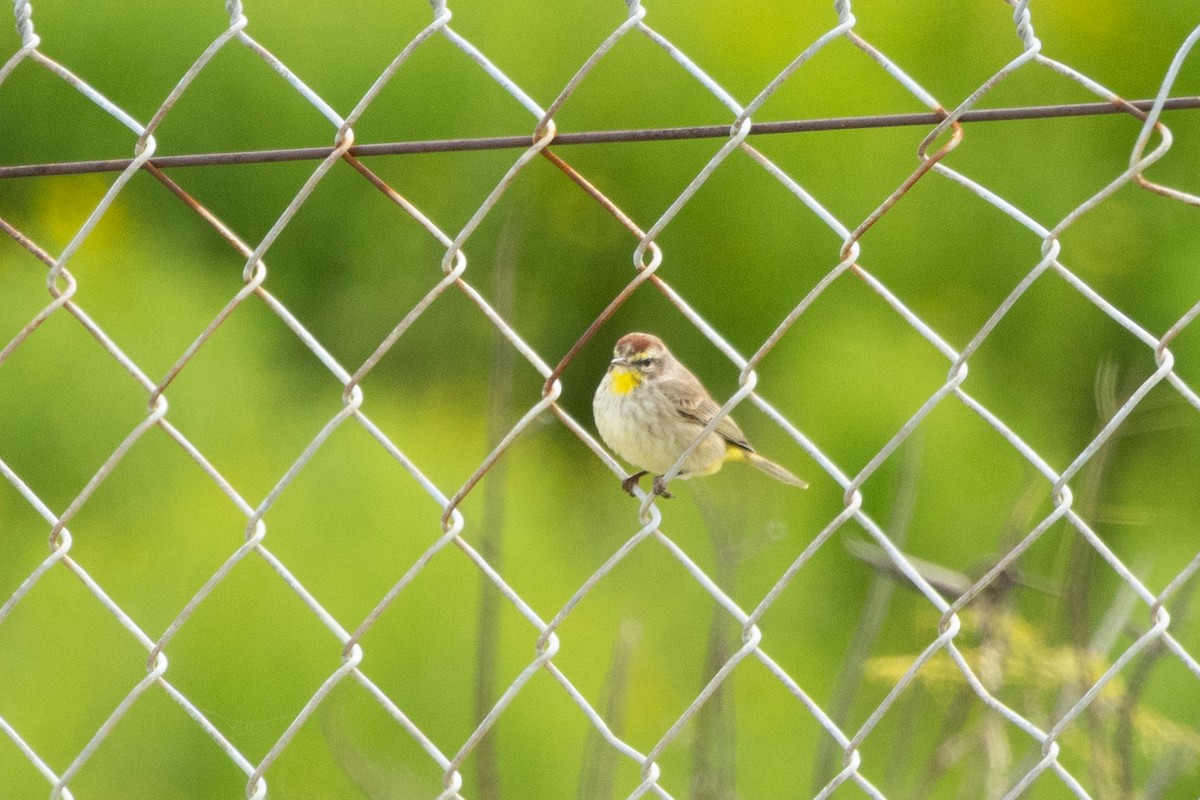 Palm Warbler - ML615645925
