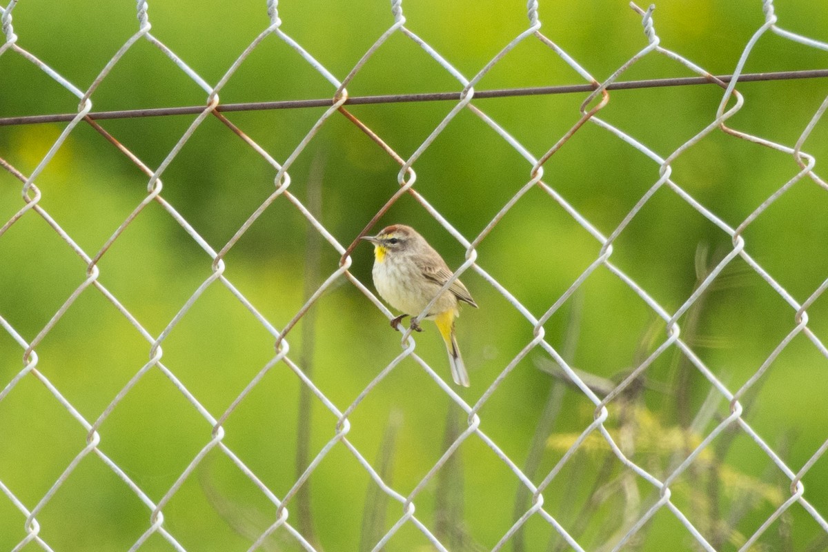 Palm Warbler - ML615645926