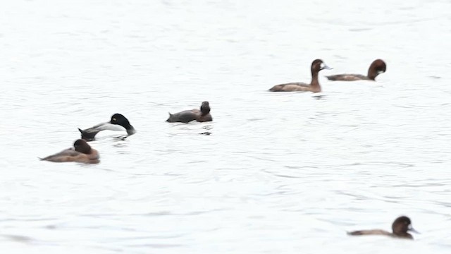 Tufted Duck - ML615645970