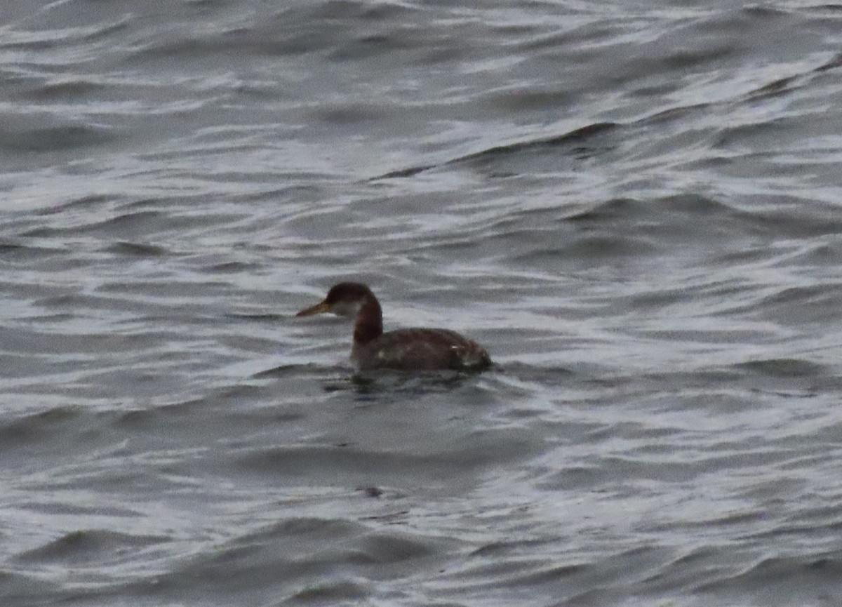 Red-necked Grebe - ML615645990