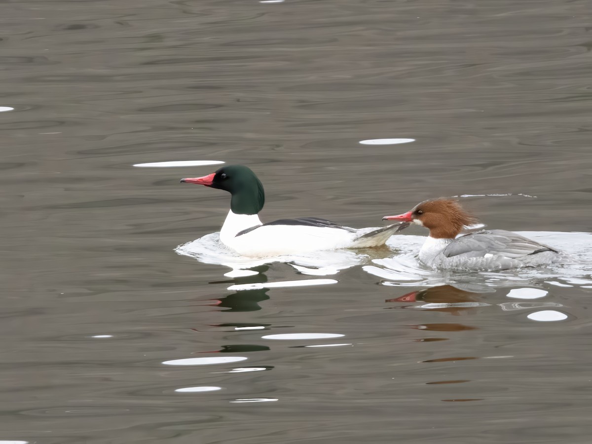 Common Merganser - John Felton